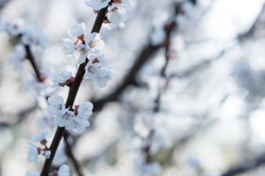 Bahçe ağaçlarının bahar çiçekli. Kayısı dalları üzerinde çiçek açan çiçekler. Boş alana sahip mavi defokus arka plan.
