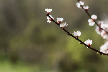 Bahçe ağaçlarının bahar çiçekli. Kayısı dalları üzerinde çiçek açan çiçekler. Boş alana sahip yeşil defokus arka plan.