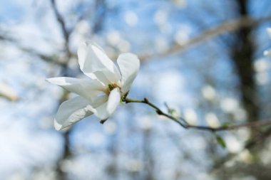 Manolya Çiçeği Makro fotoğraf açan beyaz yaprakları