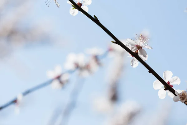 Spring flowering of garden trees. Blooming flowers on apricot twigs. Blue defocused background with empty space.