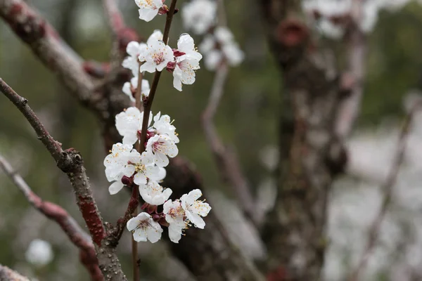 Um galho com flores de um damasco é coberto com gotas de água após a chuva em um fundo verde desfocado . — Fotografia de Stock