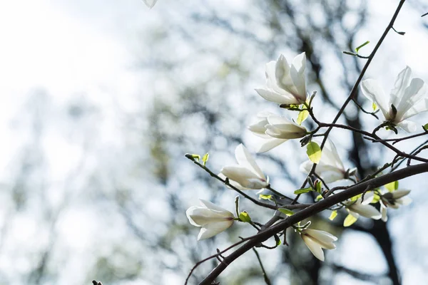 Sprig of magnolia tree with white flowers. — Stock Photo, Image