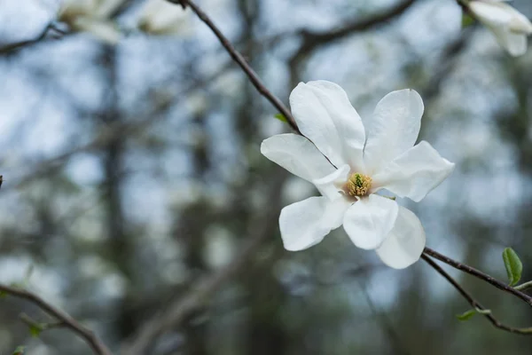 Магнолія Квітка Макро фото квітучих білих пелюсток — стокове фото