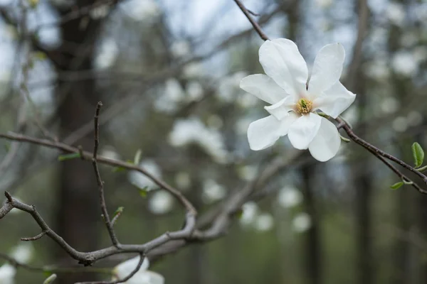 Sprig of magnolia tree with white flowers. — Stock Photo, Image