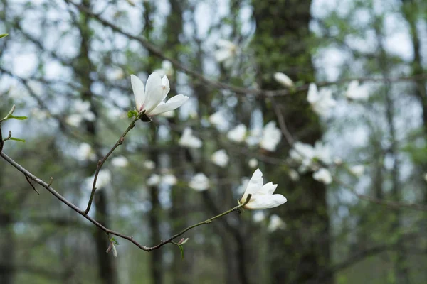 Sprig of magnolia tree with white flowers. — Stock Photo, Image