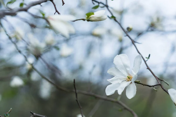 Сприг з магнолії з білими квітами . — стокове фото