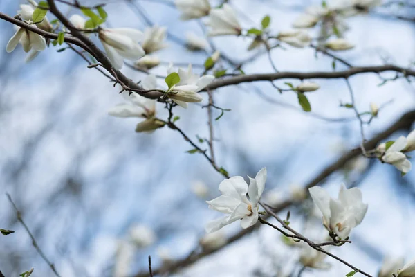 Sprig of magnolia tree with white flowers. — Stock Photo, Image