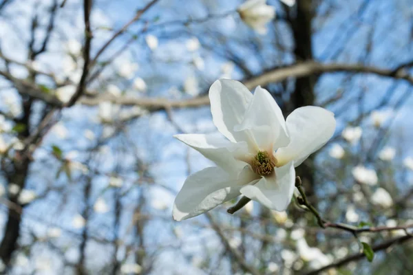 Magnolia Flower Macro photo of blooming white petals — Stock Photo, Image
