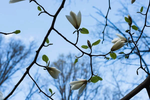 Цвітіння магнолії. Фон з ніжних білих бутонів на гілках, вид знизу — стокове фото