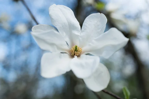 Magnolia Flower Macro photo of blooming white petals — Stock Photo, Image