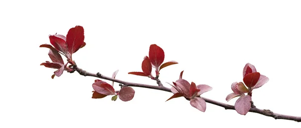 Twig with young red leaves isolated on white background. Saving clipping paths. — Stock Photo, Image