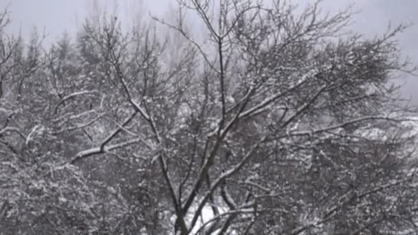 Nieve Cayendo Cámara Lenta Con Árbol Borrosa Fondo — Vídeos de Stock