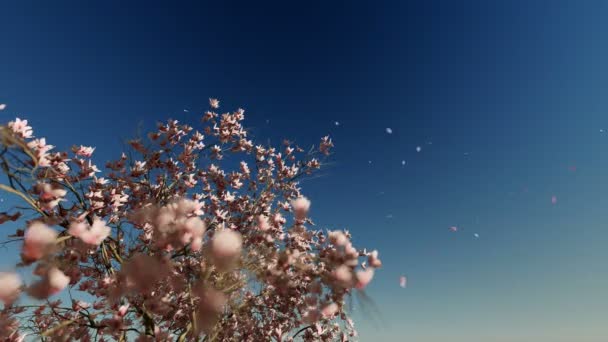 Beautiful Magnolia Tree Falling Flowers — Stock Video