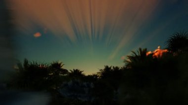 Palmiye ağacı orman üzerinde güzel gündoğumu