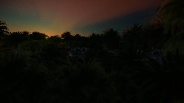 Vackra solen stiger långsamt över palm tree forest, 4k — Stockvideo
