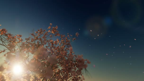 Bela magnólia árvore, flores caindo, contra o pôr do sol, 4K — Vídeo de Stock
