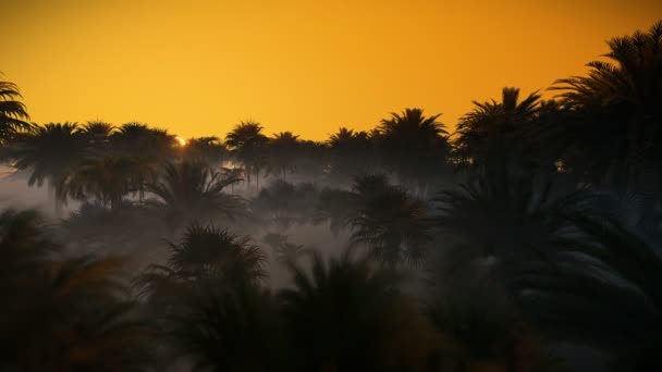 Night turns day over palm tree forest, 4K — Stock Video