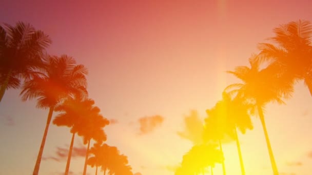 Kör genom en gränd av palmer på ner — Stockvideo