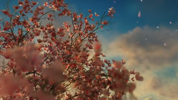 Magnolia árbol de flores con pétalos volando contra el hermoso amanecer timelapse — Vídeo de stock