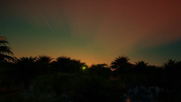 Beau soleil se levant lentement sur la forêt de palmiers — Video