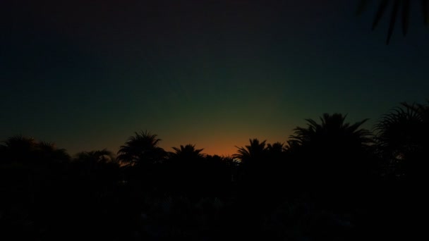 La notte gira giorno sopra la foresta di palme — Video Stock