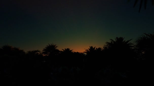 日出在棕榈树森林 — 图库视频影像
