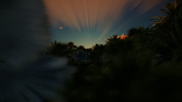 La nuit tourne jour sur la forêt de palmiers — Video