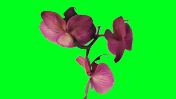 Орхидея вращается бесшовный цикл, против зеленого экрана — стоковое видео