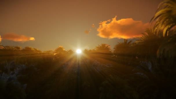 Лес пальм и красивый восход солнца, 4K — стоковое видео