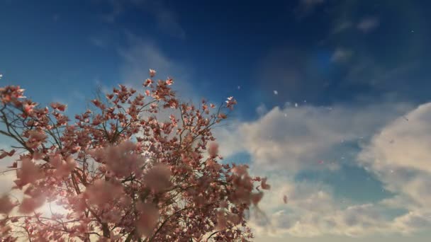 Magnolia árbol de flores con pétalos volando contra el hermoso amanecer timelapse, 4K — Vídeos de Stock