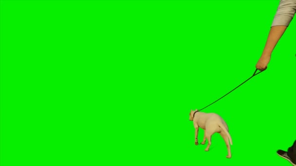 Caucásico paseando a su perro contra Green Screen — Vídeos de Stock