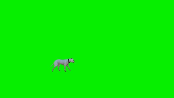 白い犬の散歩、ルママット添付 — ストック動画