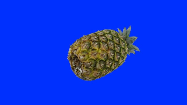 Nahaufnahme der sich drehenden Ananas, nahtlose Schlaufe, gegen blauen Bildschirm — Stockvideo