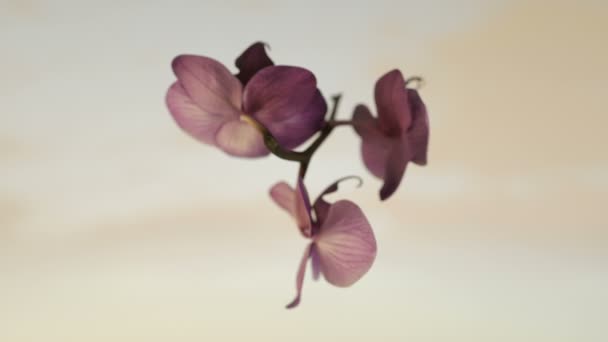 Orchid rotating, seamless loop, against white — Stock Video