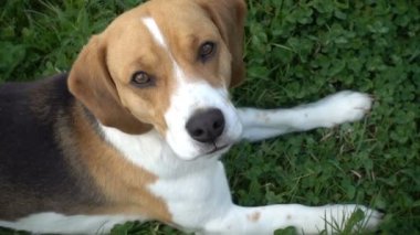 Beagle köpek kameraya doğru bakarak bir çim üzerine oturdu, yavaş hareket