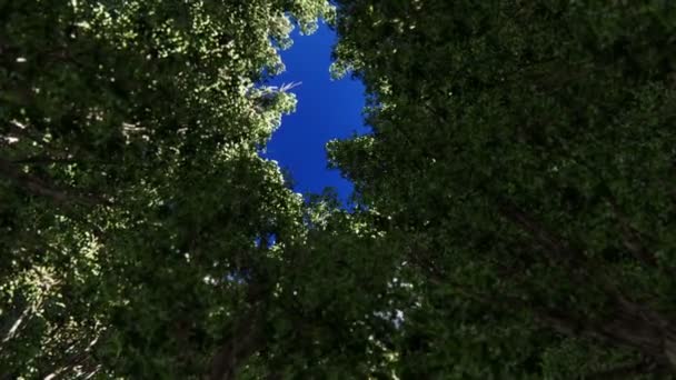 円の木々を見上げて美しい太陽を見る — ストック動画