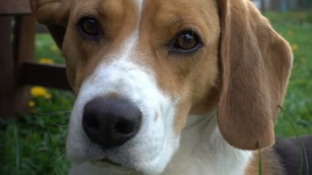 Beagle hund vrida huvudet mot kameran, närbild — Stockvideo