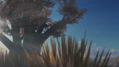 Yaşlı meşe ve işadamı sabah güneşine karşı bisiklet