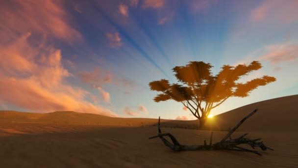 Padang pasir oasis saat matahari terbenam, kamera terbang — Stok Video