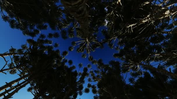 En regardant à travers un cercle d'arbres, la forêt reçoit la lumière d'un soleil levant — Video