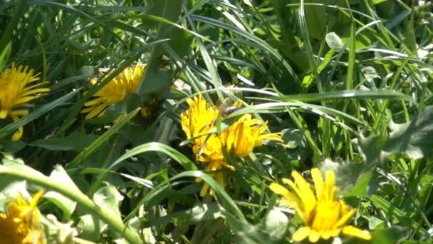Abelha e aranha em um jardim com grama e dente de leão, câmera lenta — Vídeo de Stock