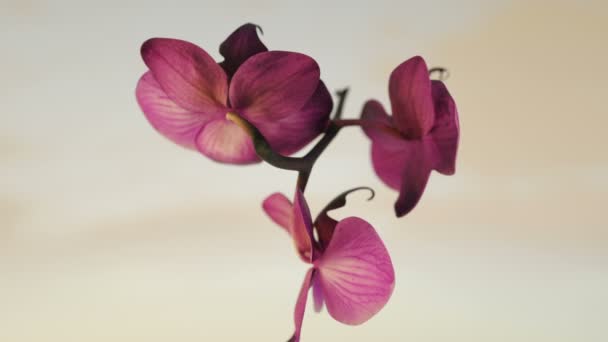 Orchidee roterende naadloze lus, tegen Wit — Stockvideo