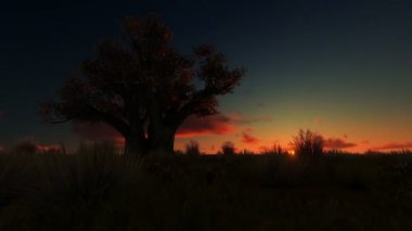 Güzel timelapse karşı Afrika baobab, gündoğumu panning, 4k