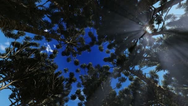 Blick nach oben durch einen Baumkreis, vorbei ziehende Wolken und Sonnenstrahlen durch die Bäume — Stockvideo