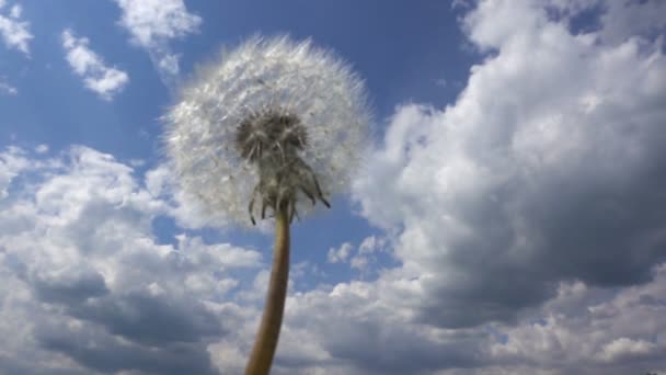 Dandelion Wind Cloudy Sky Slow Motion — Stock Video