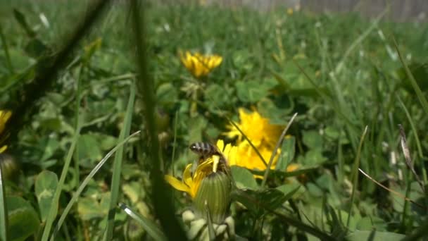 Včela na Pampeliška hledaje polen, pomalý pohyb — Stock video