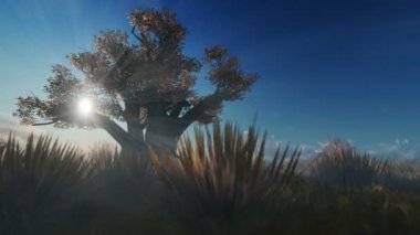 Güzel sabah güneşi, 4k karşı Afrika baobab