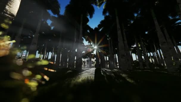 Pálmafák erdeje gyönyörű napfelkelte ellen — Stock videók