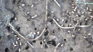 Karıncalar yumurtalarını güvenli bir yere taşıyor, 4K