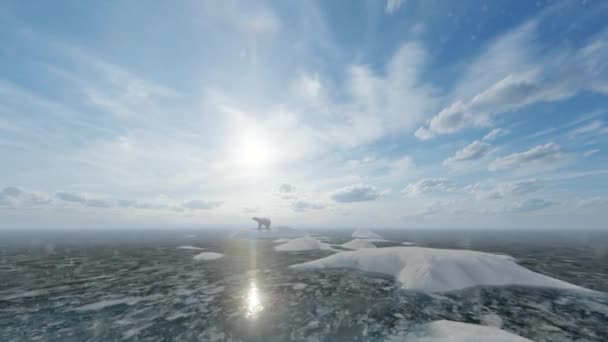 北极熊在冰原上 多雪的天气 — 图库视频影像